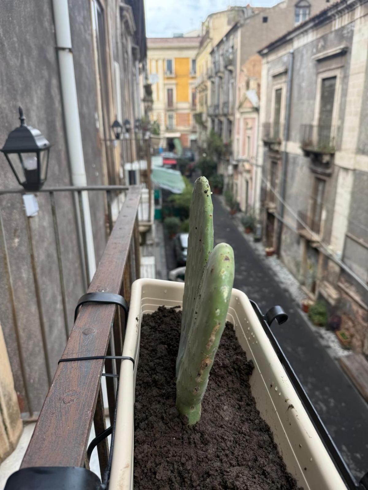 Antica Sicilia Rooms And Breakfast Catania Exteriör bild